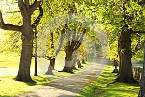 beautiful spring looking park with tree lined path and gentle hill