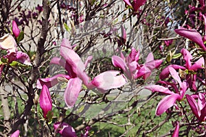 Beautiful spring magnolia tree blossom in park