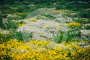 Beautiful spring meadow, red poppy flowers, white chamomile flower and yellow meadow buttercup