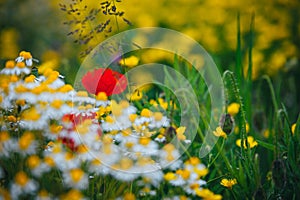 Beautiful spring meadow, red poppy flowers, white chamomile flower and yellow meadow buttercup