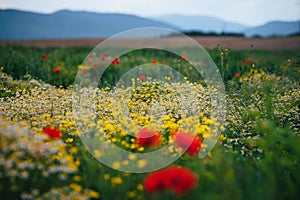 Beautiful spring meadow, red poppy flowers, white chamomile flower and yellow meadow buttercup