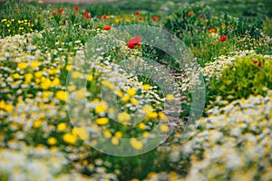 Beautiful spring meadow, red poppy flowers, white chamomile flower and yellow meadow buttercup