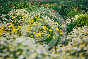 Beautiful spring meadow, red poppy flowers, white chamomile flower and yellow meadow buttercup