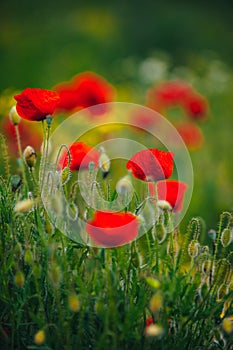 Beautiful spring meadow, red poppy flowers, white chamomile flower and yellow meadow buttercup