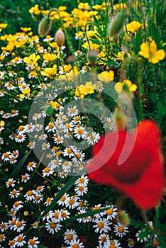 Beautiful spring meadow, red poppy flowers, white chamomile flower and yellow meadow buttercup