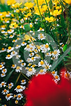 Beautiful spring meadow, red poppy flowers, white chamomile flower and yellow meadow buttercup