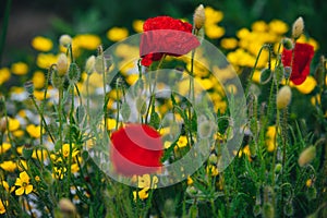 Beautiful spring meadow, red poppy flowers, white chamomile flower and yellow meadow buttercup