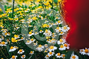 Beautiful spring meadow, red poppy flowers, white chamomile flower and yellow meadow buttercup