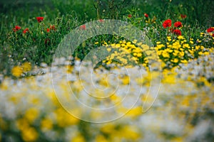 Beautiful spring meadow, red poppy flowers, white chamomile flower and yellow meadow buttercup