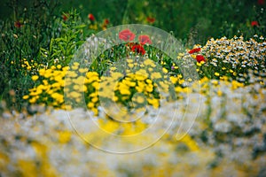 Beautiful spring meadow, red poppy flowers, white chamomile flower and yellow meadow buttercup