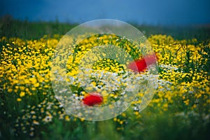 Beautiful spring meadow, red poppy flowers, white chamomile flower and yellow meadow buttercup