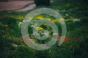 Beautiful spring meadow, red poppy flowers, white chamomile flower and yellow meadow buttercup