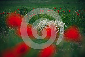 Beautiful spring meadow, red poppy flowers, white chamomile flower and yellow meadow buttercup