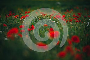 Beautiful spring meadow, red poppy flowers, white chamomile flower and yellow meadow buttercup