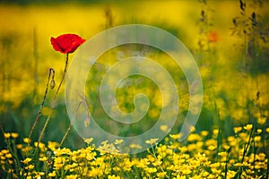 Beautiful spring meadow, red poppy flowers, white chamomile flower and yellow meadow buttercup