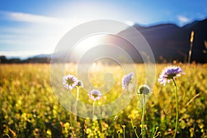 Hermoso primavera prado. soleado cancelar el cielo luz de sol en montanas. vistoso lleno de flores. alemania 