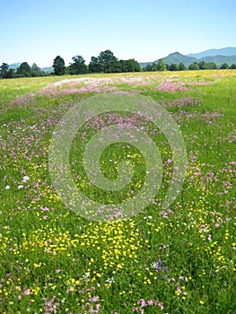 Beautiful spring meadow with wild flowers, Planinsko polje