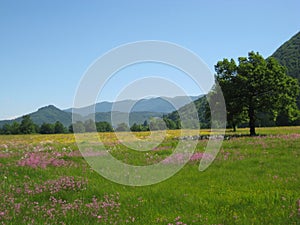 Beautiful spring meadow with wild flowers, Planinsko polje