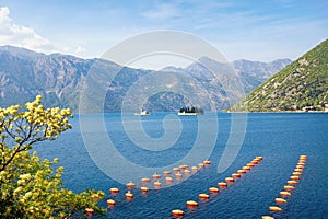 Beautiful spring Mediterranean landscape. Montenegro, Adriatic Sea, Bay of Kotor. Longline culture mussel farm