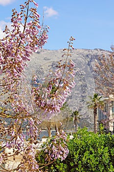 Beautiful spring Mediterranean landscape. Paulownia tomentosa tree. Montenegro