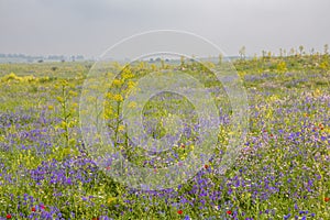 Beautiful spring in the Mediterranean. Rural landscape with blossoming meadow full with yellow daisies and Purple Viper`s Bugloss