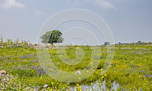 Beautiful spring in the Mediterranean. Rural landscape with a single tree and blossoming meadow