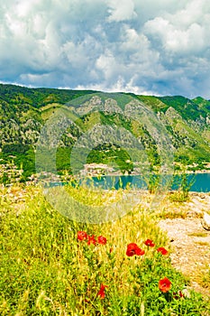 Beautiful spring mountain blooming wildflowers scenery,Montenegro