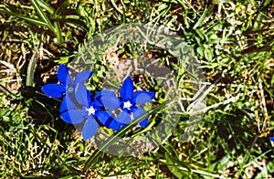 Beautiful spring mountain flowers. Gentiana verna is wild blue flower