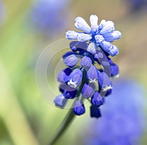 Beautiful spring Muscari flower