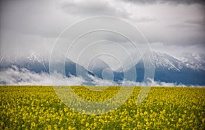 Beautiful spring natural landscape with yellow rapeseed field and dramatic clouds covering mountains in the background
