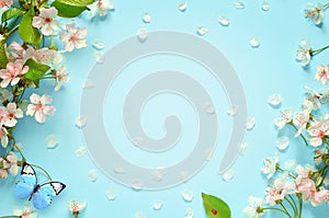 Beautiful spring nature background with butterfly, lovely blossom, petal a on turquoise blue background , top view, frame.