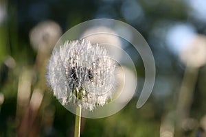 Beautiful spring nature background with dandelion close up.