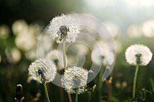Beautiful spring nature background with dandelion seed heads close up.