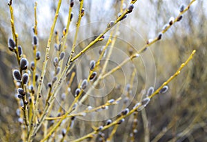 Beautiful spring nature background with pussy-willow branches under the rays of the sun. Spring background, pussy willow