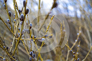 Beautiful spring nature background with pussy-willow branches under the rays of the sun. Spring background, pussy willow