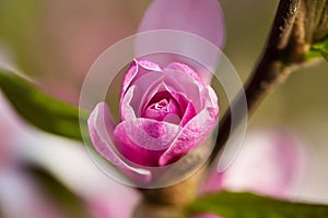 Beautiful spring nature