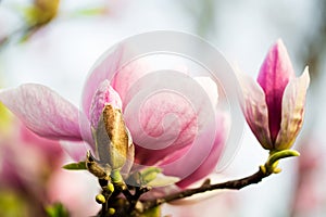 Beautiful spring nature