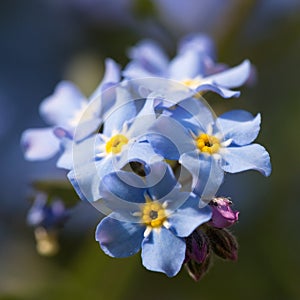 Beautiful spring nots,floral background