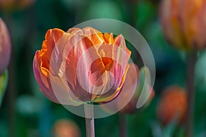 Beautiful spring orange tulips in the sunlight on an abstract blured background. Selective focus