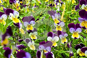 Beautiful spring pansy flowers violet, viola tricolor, heartsease, flowerbed with blooming flowers and green leaves.
