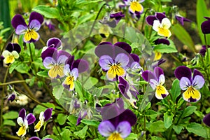 Beautiful spring pansy flowers violet, viola tricolor, heartsease, flowerbed with blooming flowers and green leaves. Flower face