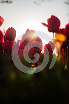 There are a lot of dark red tulips on the lawn through which the rays of the sun pass. Translucent tulips in macro.