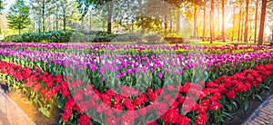 Beautiful spring park with multicolor flowers