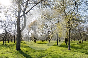 Beautiful spring park scenery with different blooming fruit trees with fresh green grass at daylight. German orchard near