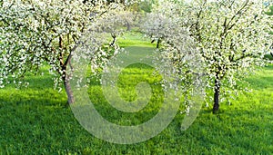 Beautiful spring park. Spring nature. Cherry trees in blossom.