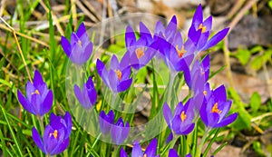 Beautiful spring pearls, crocuses. Bloom as soon as the snow melts photo