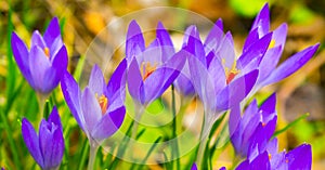 Beautiful spring pearls, crocuses. Bloom as soon as the snow melts photo