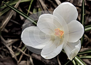 Beautiful spring pearls, crocuses. Bloom as soon as the snow melts photo