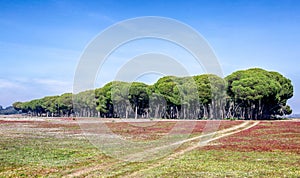 Beautiful spring pine forest landscape. Environment conservation concept