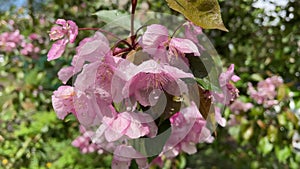 Beautiful spring pink apple tree flowers after rain.